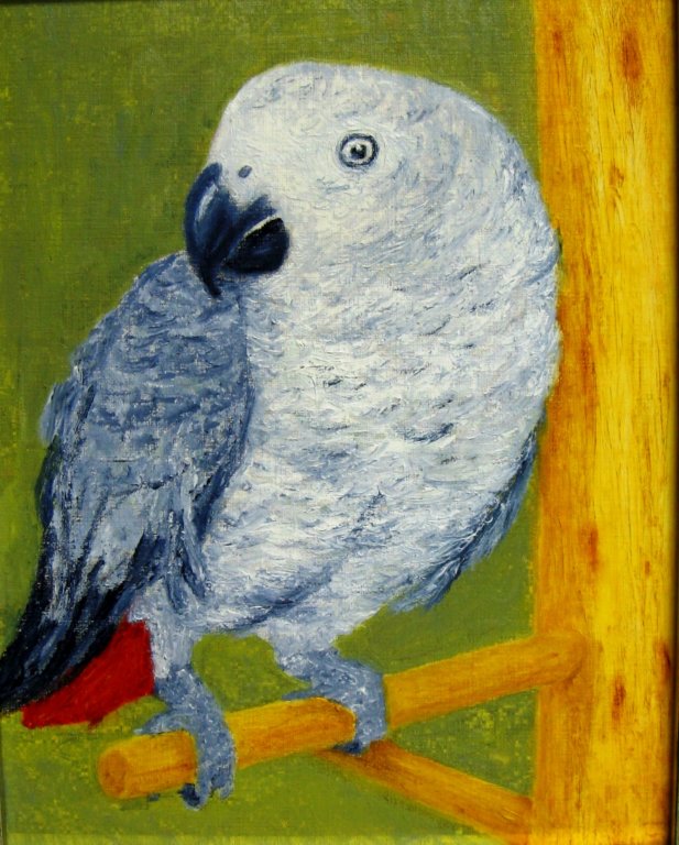 newbirdafricangrayparrot.jpg