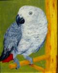 newbirdafricangrayparrot_small.jpg